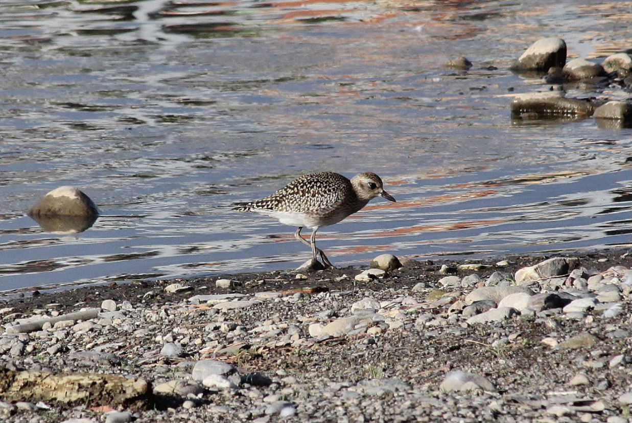 Pluvialis squatarolaPivieressa